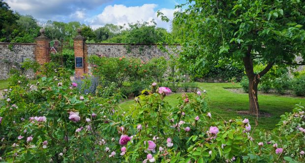 Roses at Chawton House in Hampshire